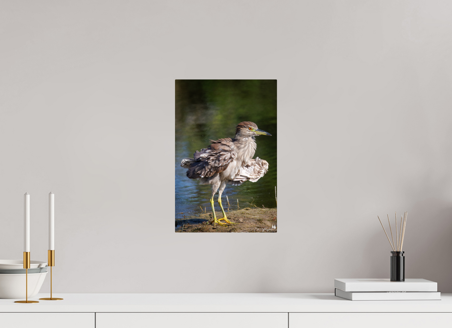 Juvenile night heron