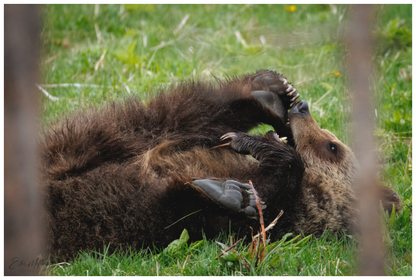Main image "Playful Beginnings" - Grizzly Bear