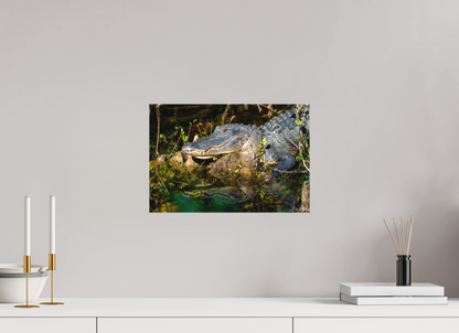 15 x 10″, Canvas "Shadow of the Cypress" - American Alligator
