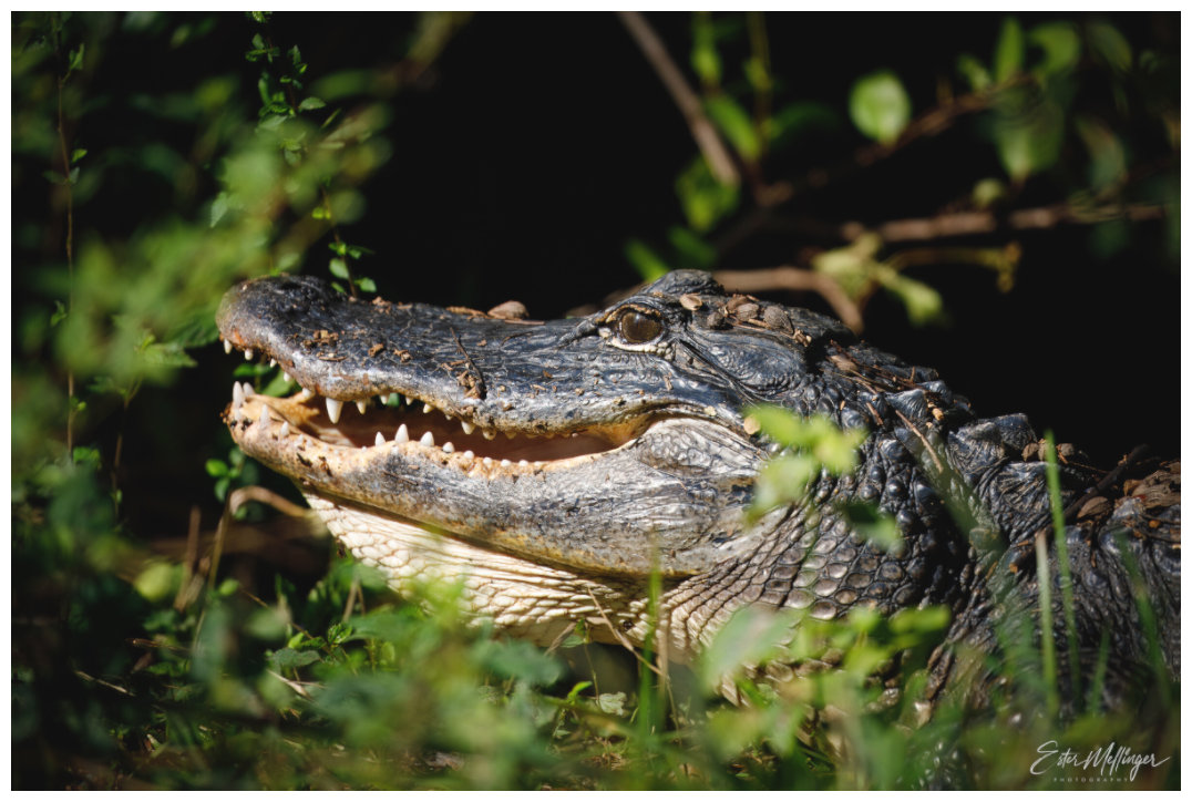 Main image "At the Water's Edge" - American Alligator
