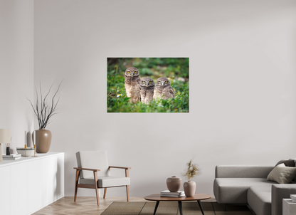 45 x 30″, Canvas Three Little Burrowing Owls - Burrowing Owls