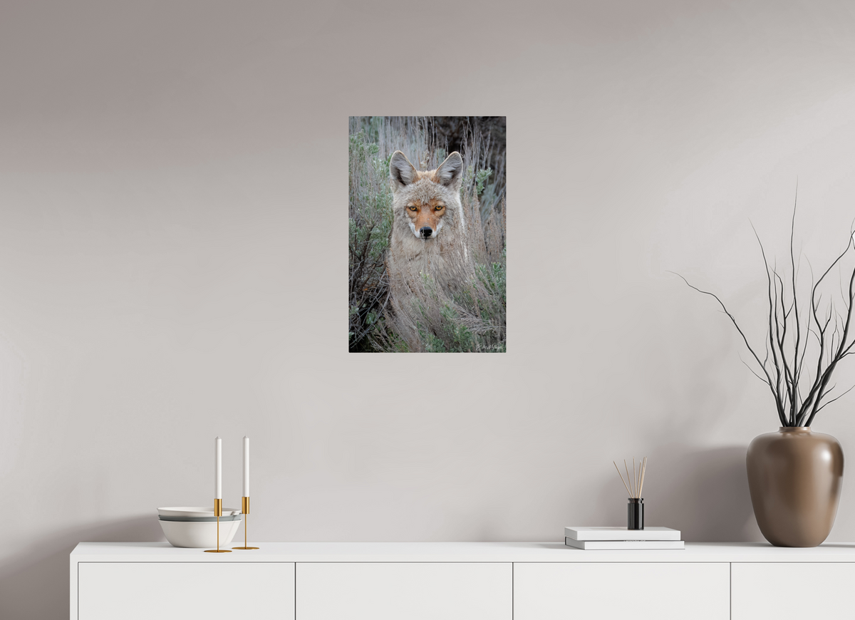 16 x 24″, Metal "Golden Gaze" - Coyote
