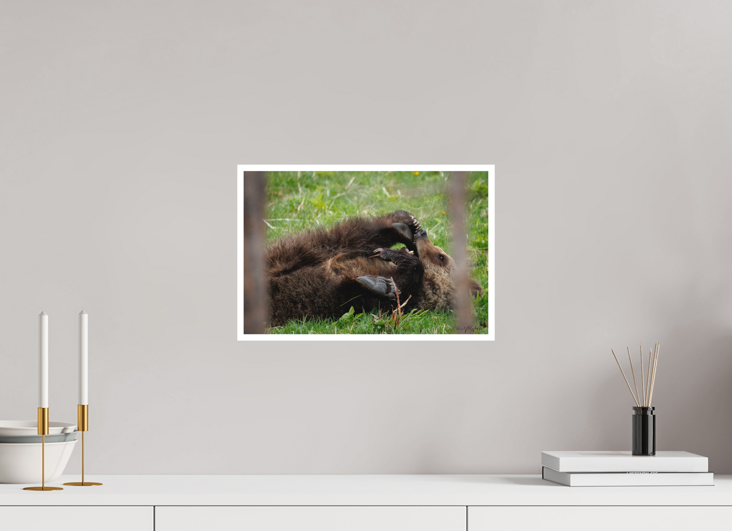 Bear chewing on its foot