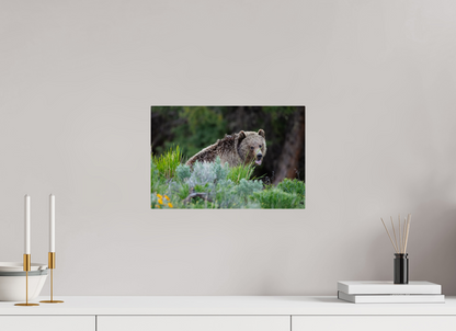 Yawning bear