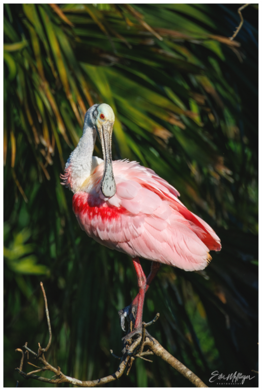 Main image "Blush of the Wetlands" - Roseate Spoonbill