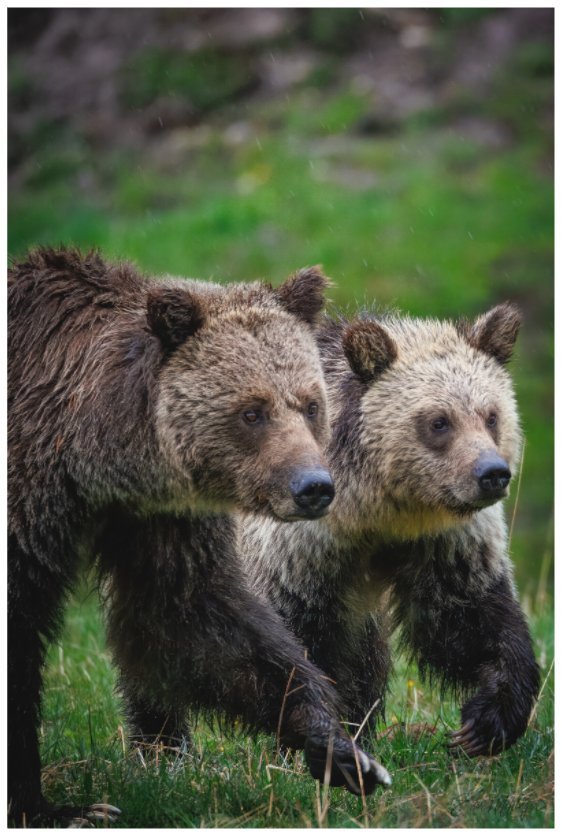 Main image "Rainfall Stroll" - Grizzly Bears