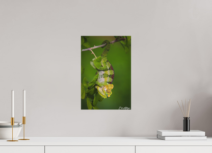 10 x 15″, Canvas "Emerald Acrobat" - Chameleon of the Rainforest