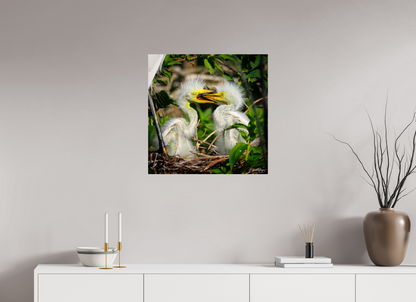 25 x 25″, Metal "Fluffy Dinosaurs" - Baby Great Egrets