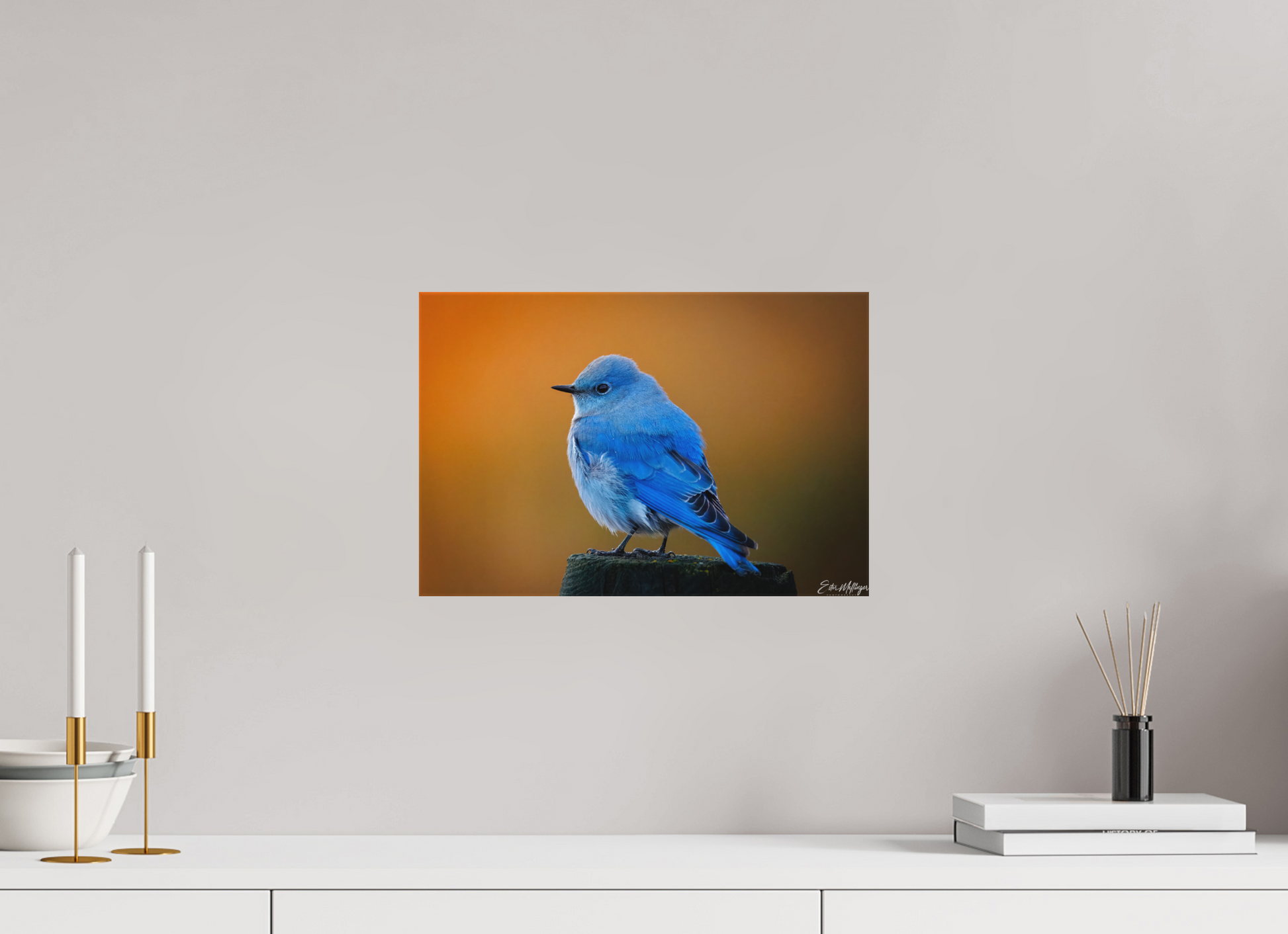 15 x 10″, Canvas "Sunrise Blue" - Mountain Bluebird