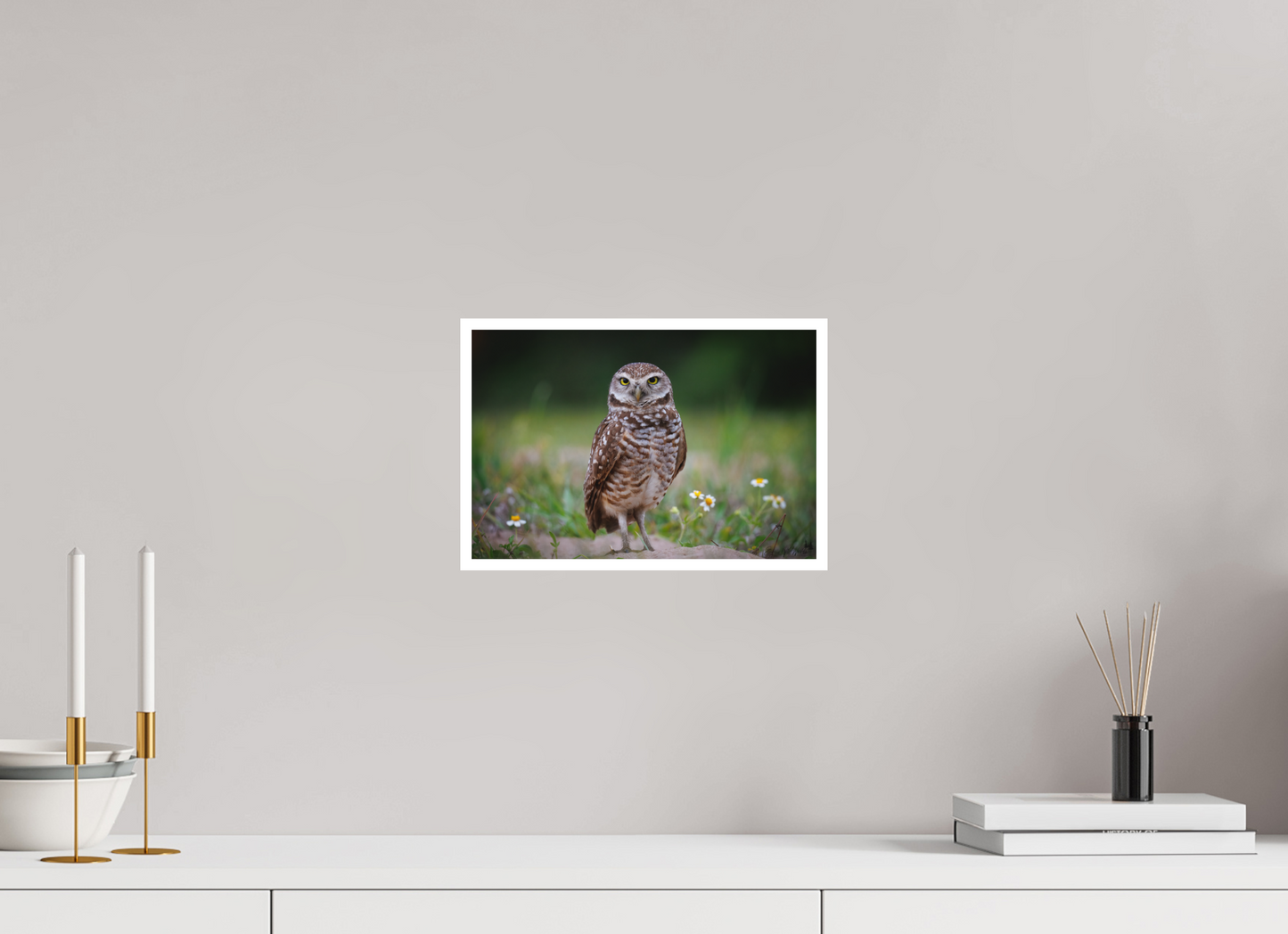 Burrowing owl stare down