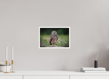 Burrowing owl stare down