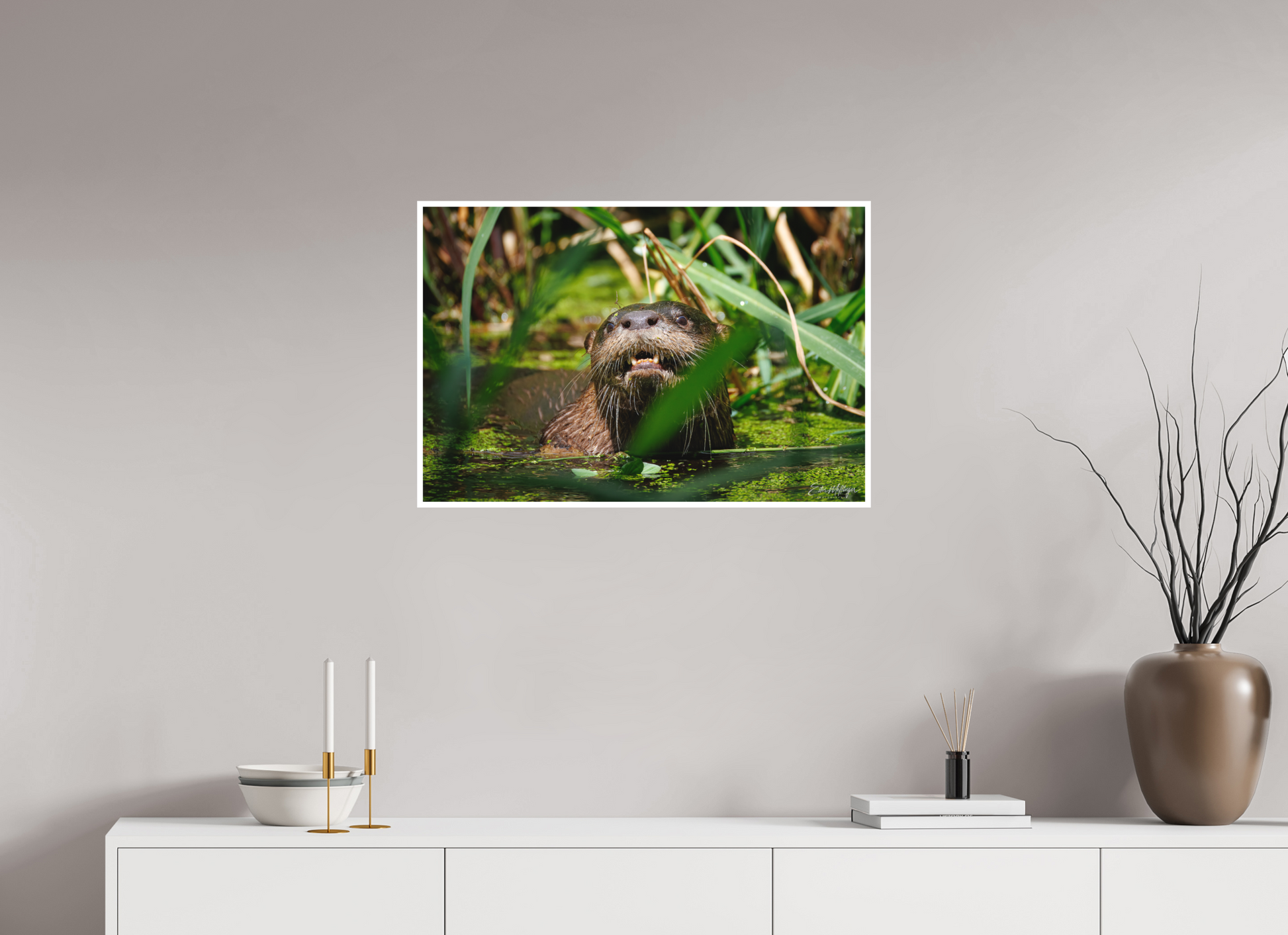 30 x 20″, Fine art print "Swamp Watcher" - American river otter