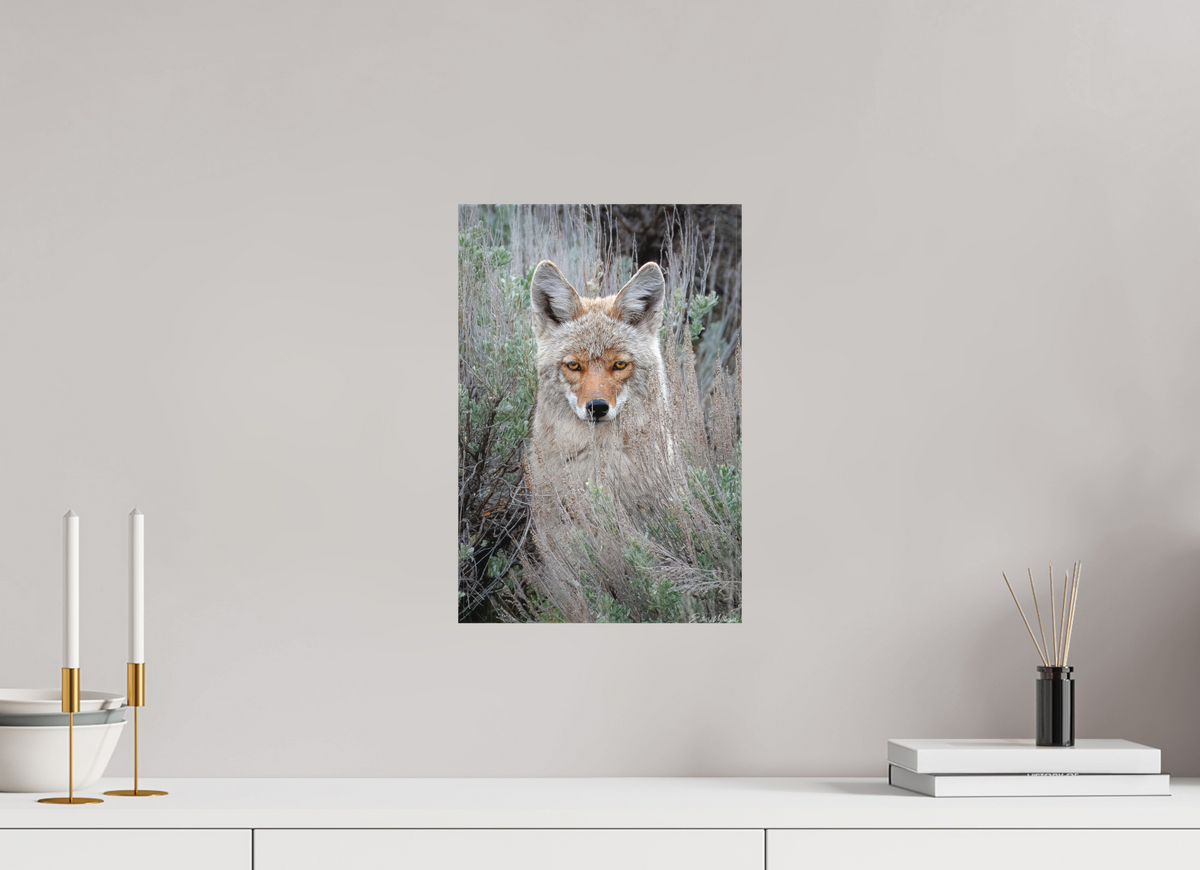10 x 15″, Canvas "Golden Gaze" - Coyote