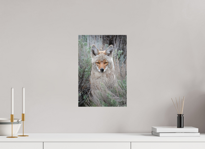 10 x 15″, Canvas "Golden Gaze" - Coyote