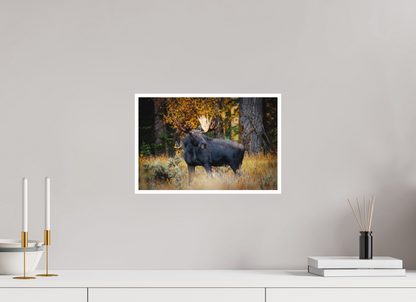 15 x 10″, Fine art print "Guardian of the Gros Ventre" - Bull moose