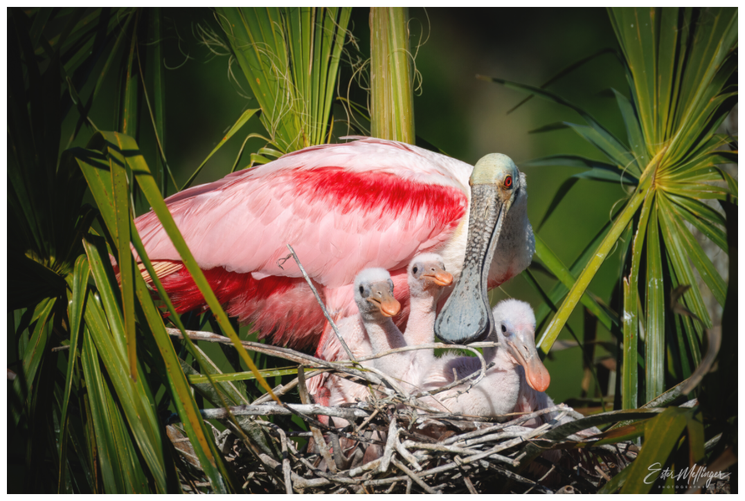 Main image "The Nest Above" - Spoonbills