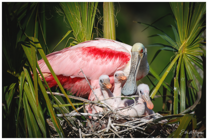Main image "The Nest Above" - Spoonbills