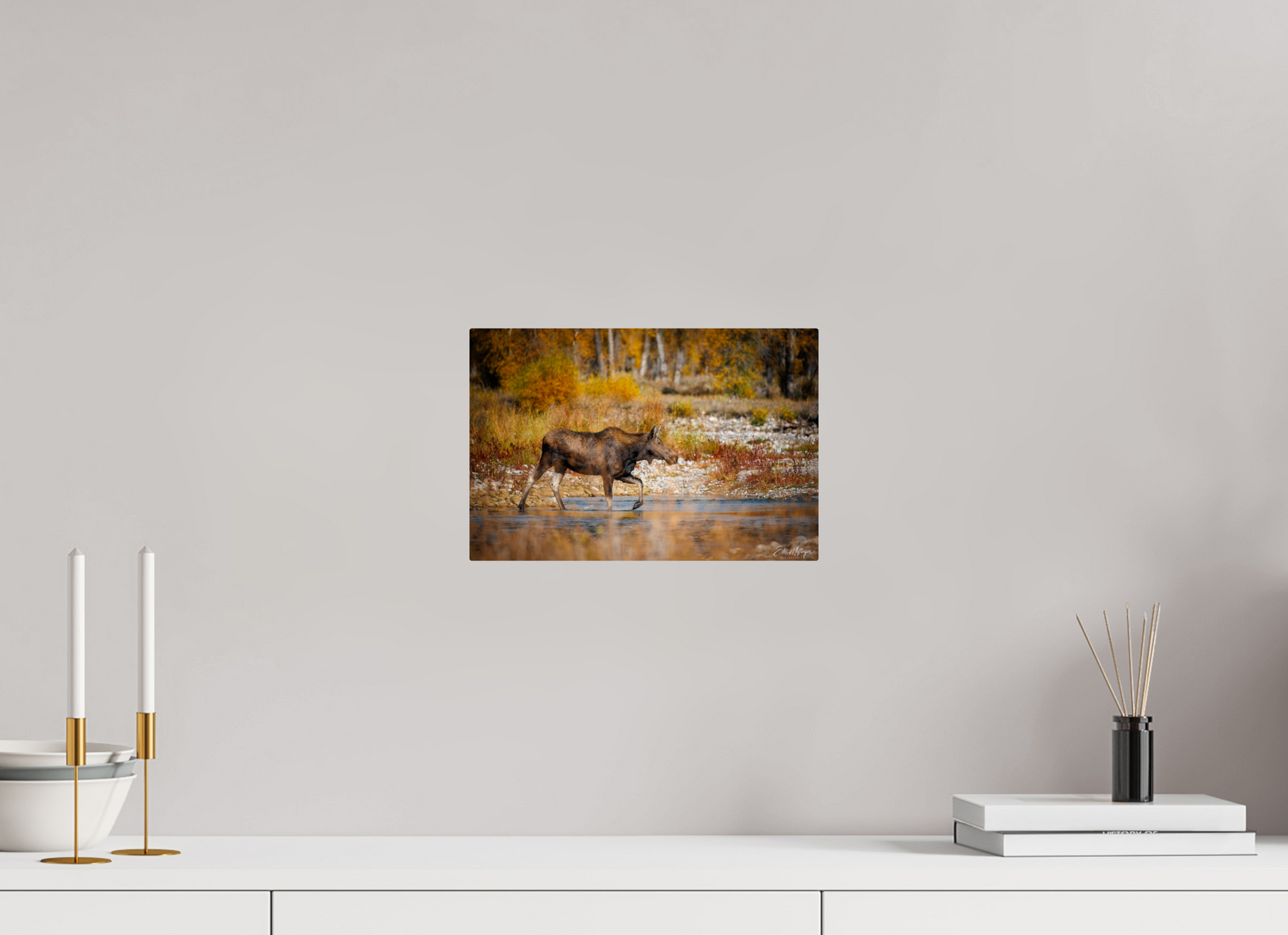 12 x 8″, Metal "Grace of Gros Ventre" - Moose