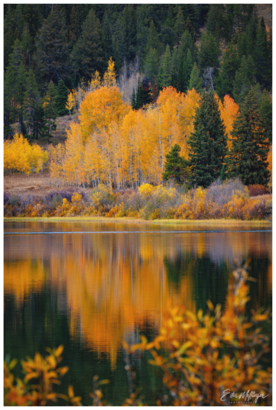 Main image "Golden Reflections" - Two Oceans Lake