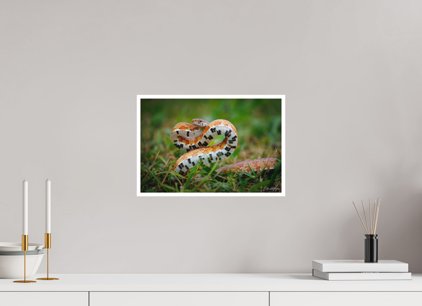 15 x 10″, Fine art print "Wild Pattern" - Florida Corn Snake