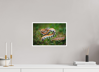 15 x 10″, Fine art print "Wild Pattern" - Florida Corn Snake
