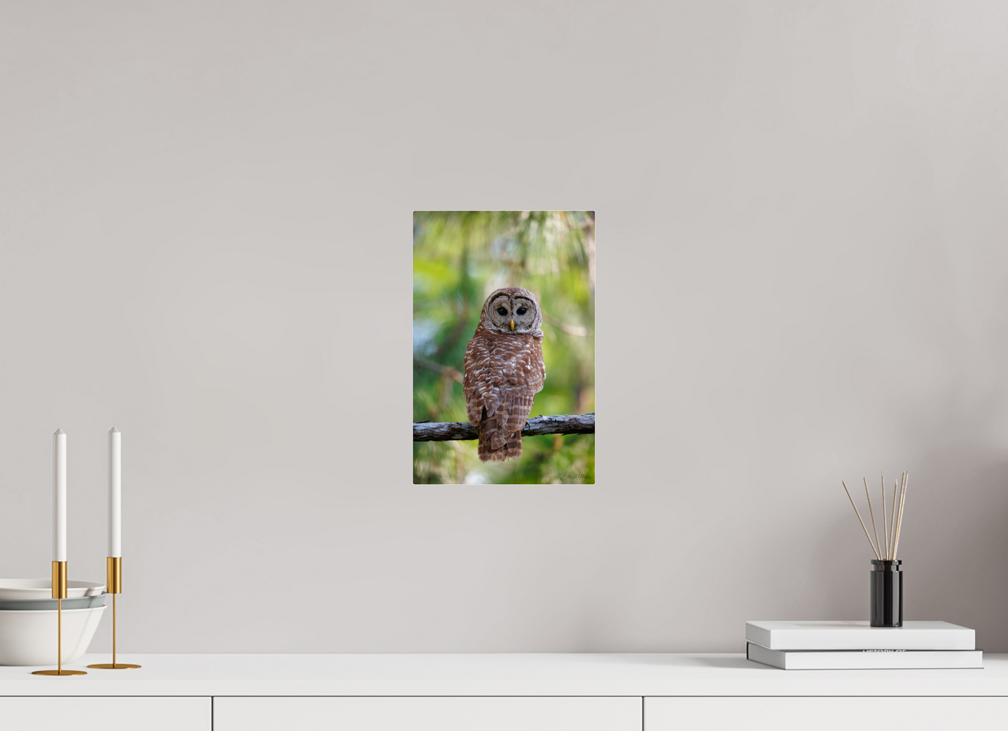 8 x 12″, Acrylic "..." - Barred Owl
