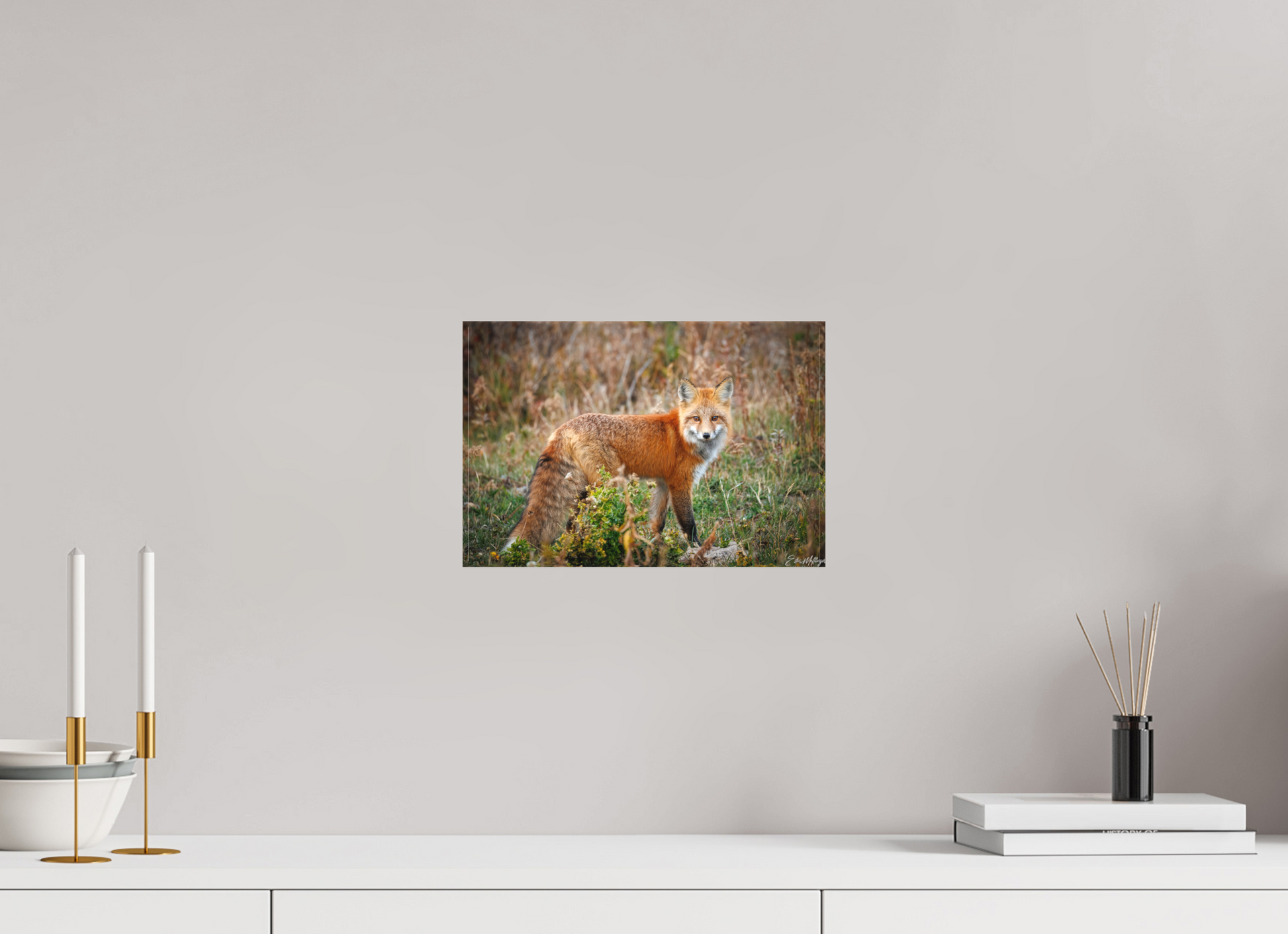 12 x 8″, Canvas "Ember in the Grass" - Red Fox
