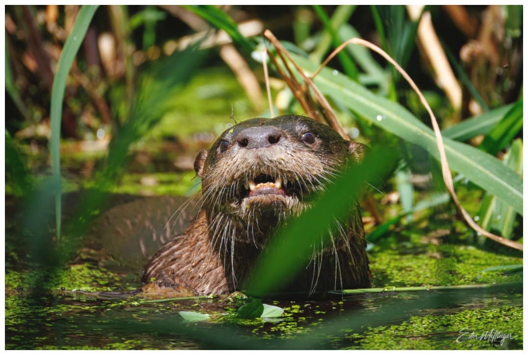 Main image "Swamp Watcher" - American river otter