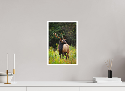 10 x 15″, Fine art print "The Watchful King" - Elk