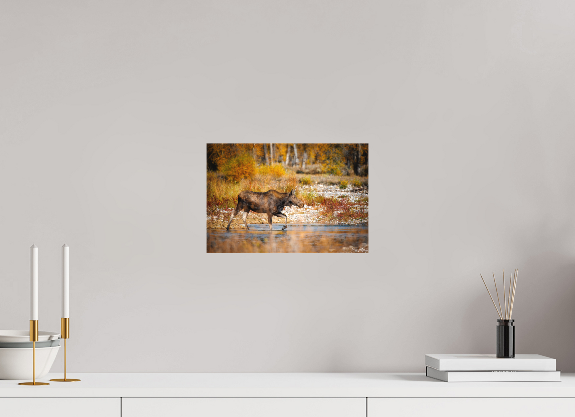 12 x 8″, Canvas "Grace of Gros Ventre" - Moose