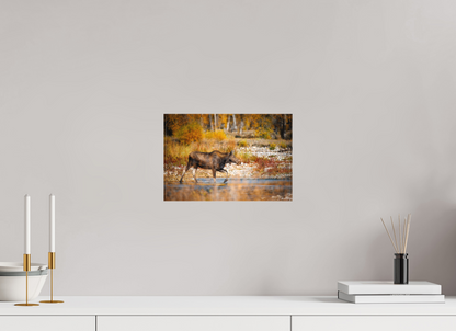 12 x 8″, Canvas "Grace of Gros Ventre" - Moose
