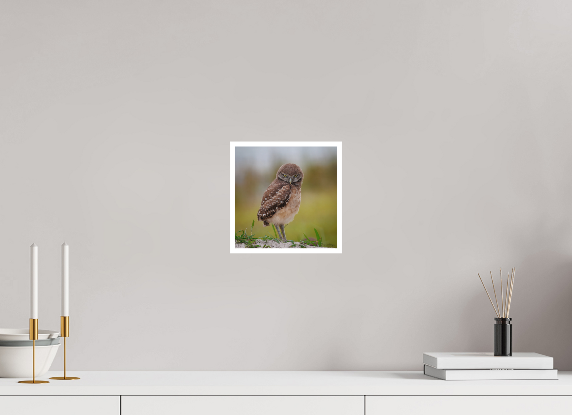 8 x 8″, Fine art print "The Stare Down" - Burrowing owlet