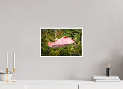 15 x 10″, Fine art print "Pink Passage" - Roseate Spoonbill