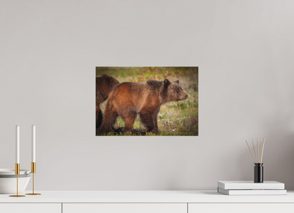 15 x 10″, Canvas "Sage Wander" - Grizzly bear