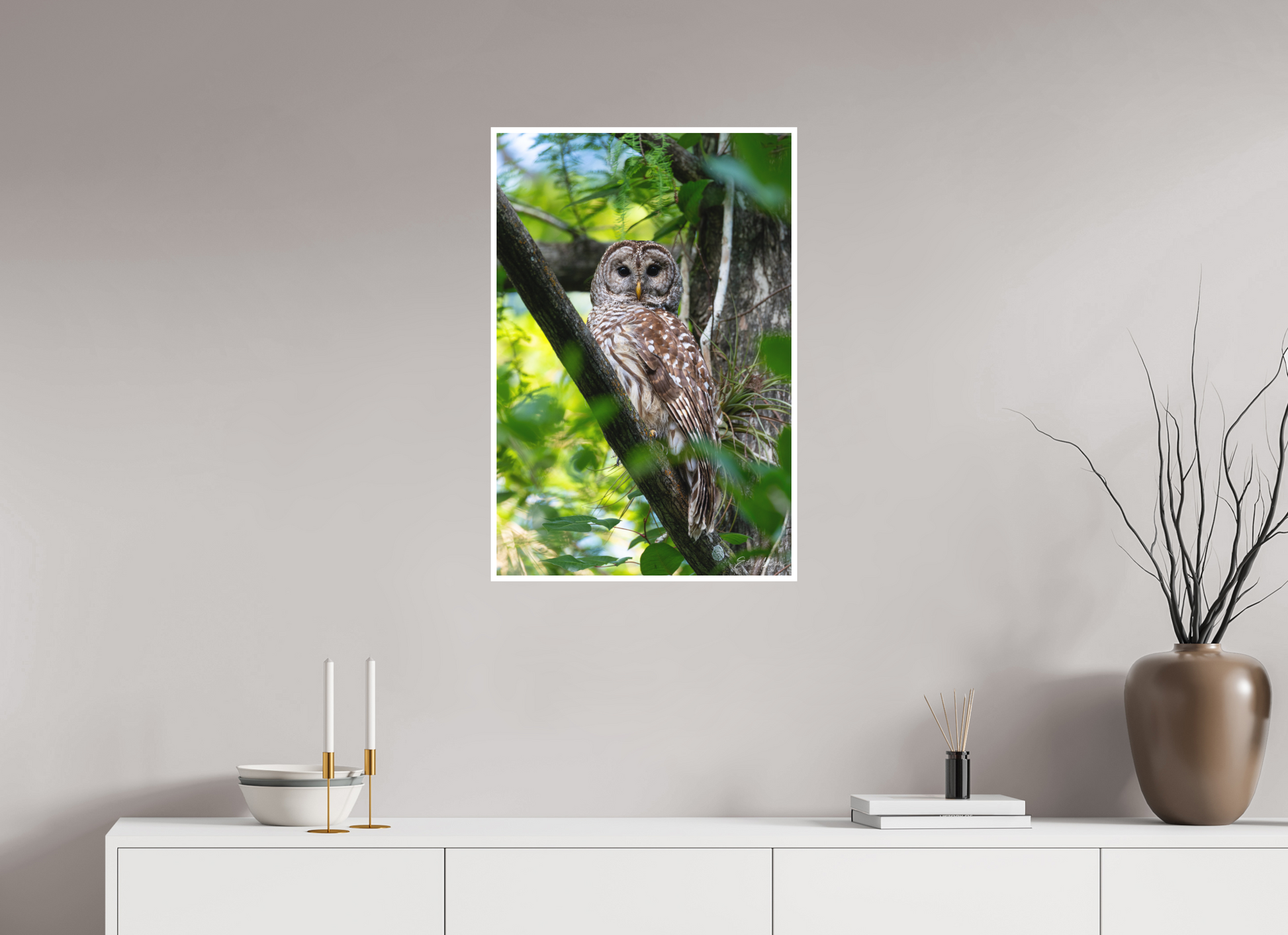 20 x 30″, Fine art print "..." - Barred Owl