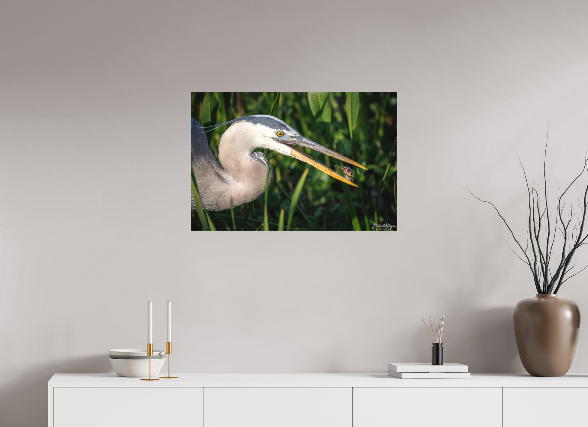 30 x 20″, Canvas "The Catch" - Great Blue Heron