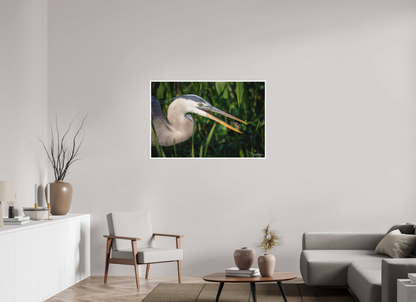 45 x 30″, Fine art print "The Catch" - Great Blue Heron