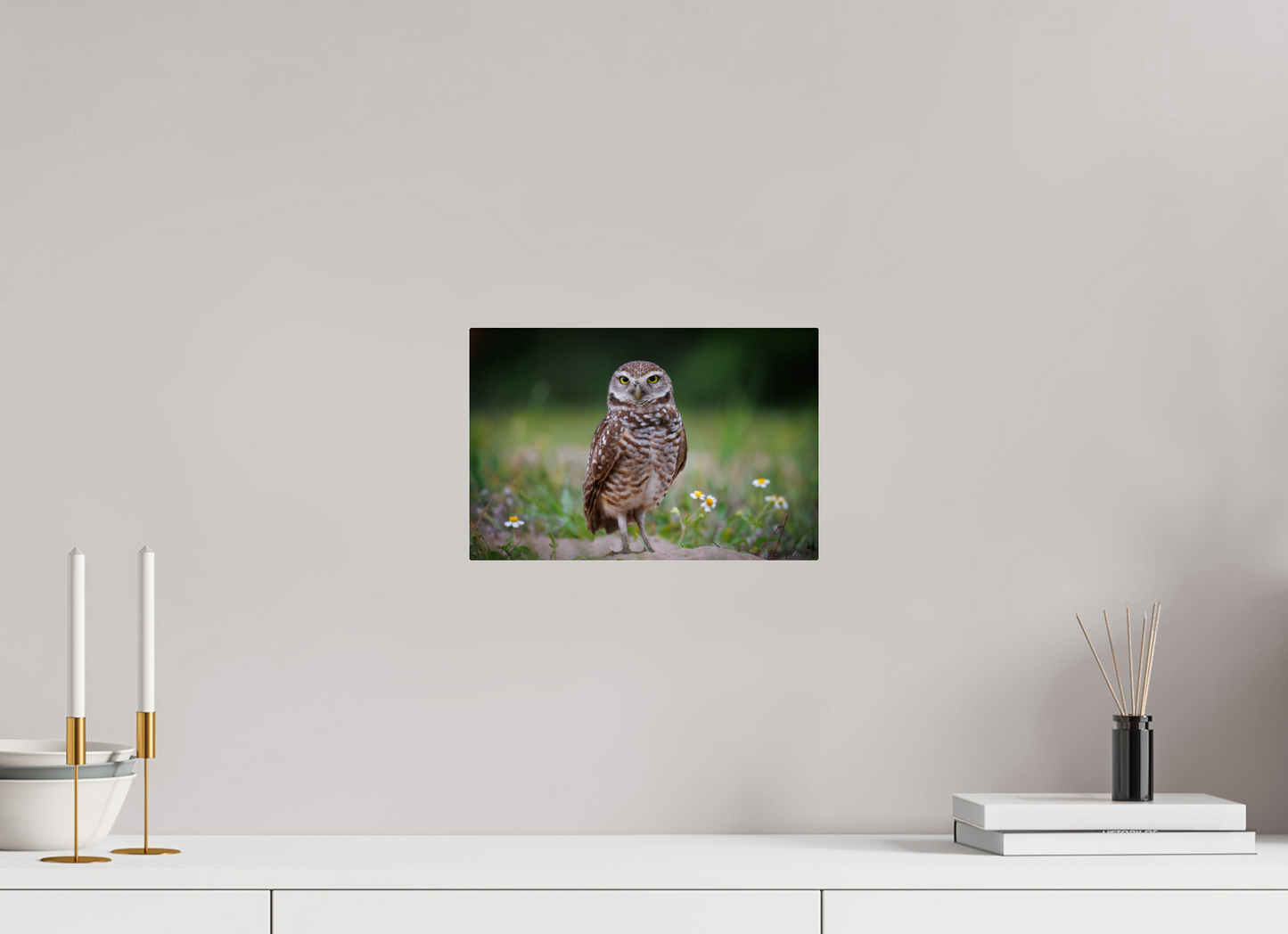 Burrowing owl stare down