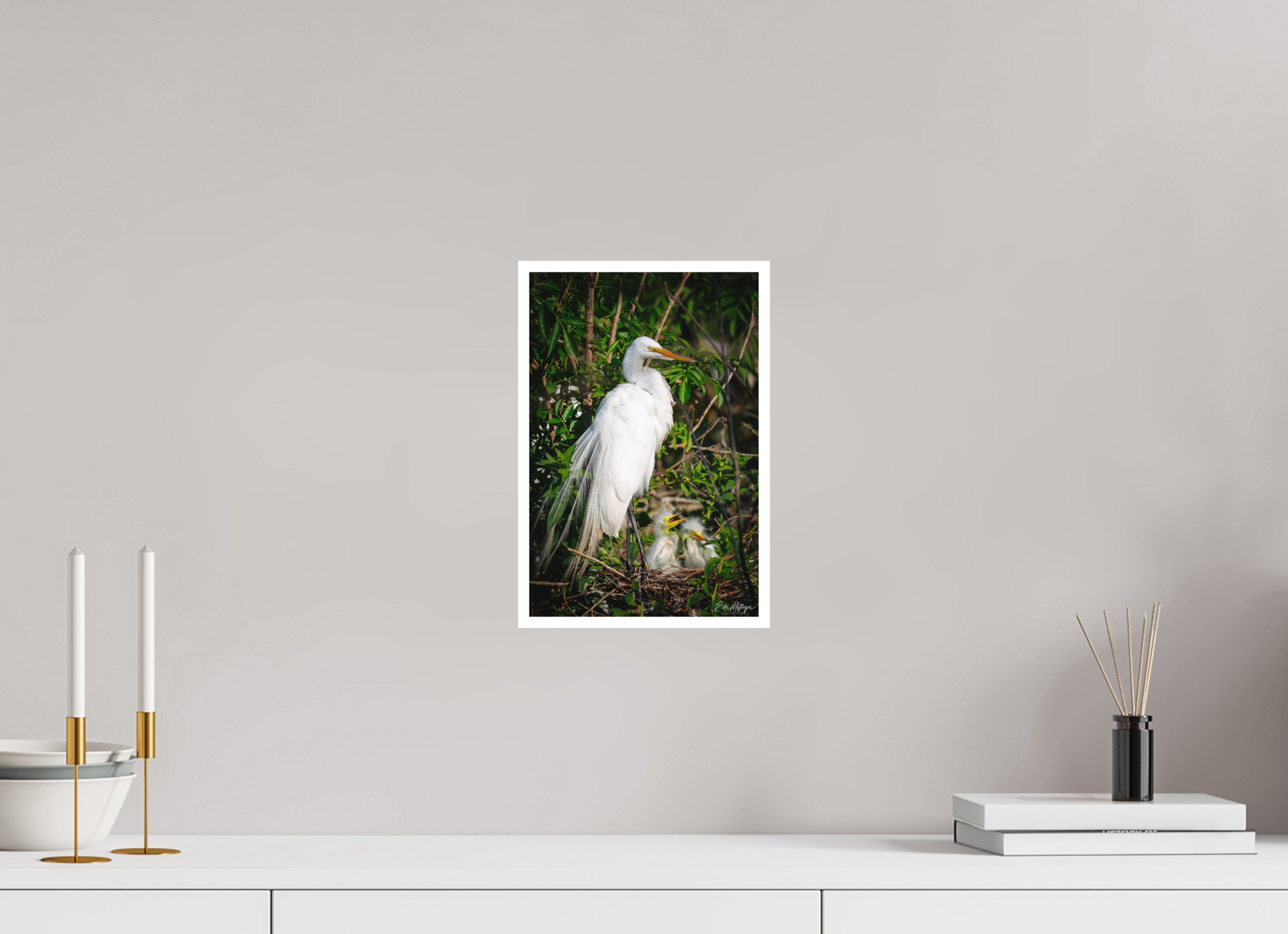 8 x 12″, Fine art print "Family Moment" - Great Egrets
