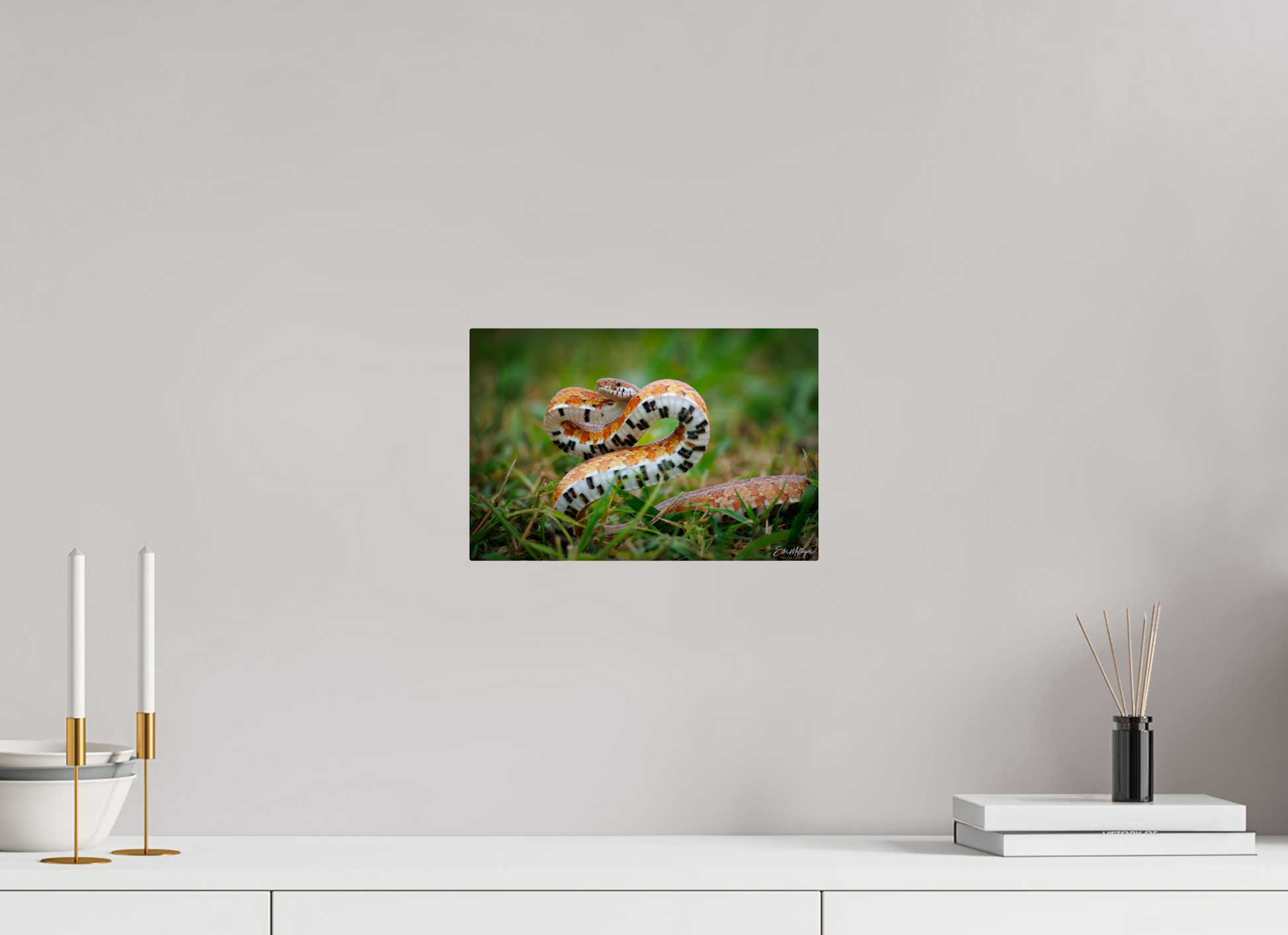 12 x 8″, Metal "Wild Pattern" - Florida Corn Snake