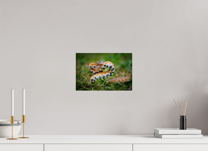 12 x 8″, Metal "Wild Pattern" - Florida Corn Snake