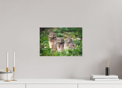15 x 10″, Canvas Three Little Burrowing Owls - Burrowing Owls
