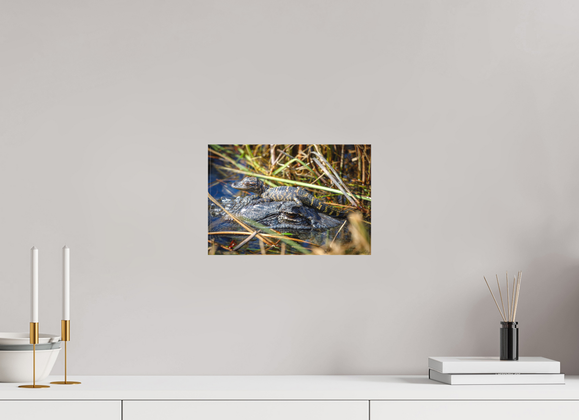 12 x 8″, Canvas "Perched Above" - Baby Alligator