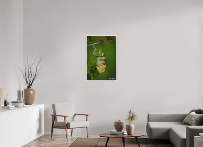 24 x 36″, Fine art print "Emerald Acrobat" - Chameleon of the Rainforest