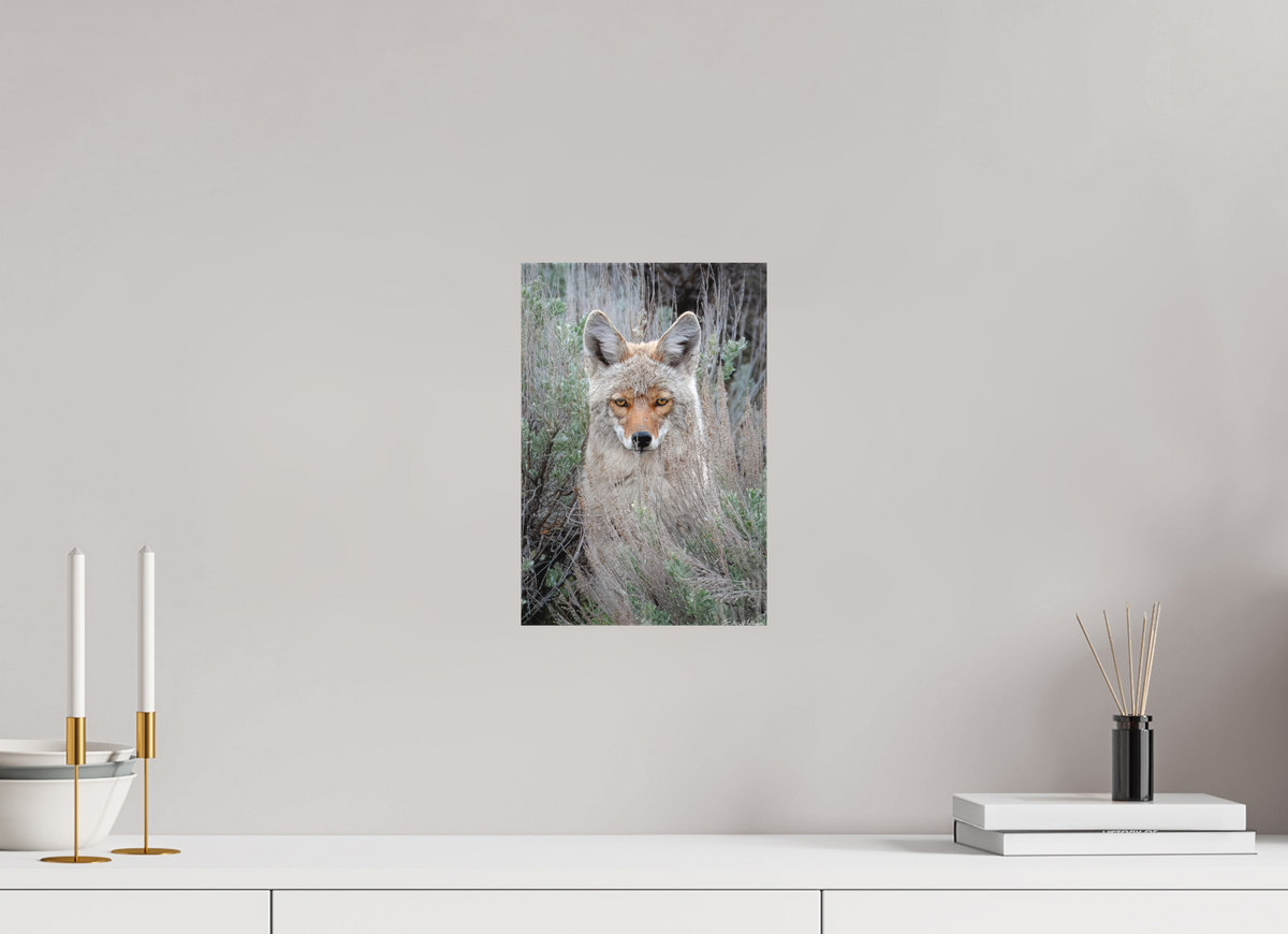 8 x 12″, Canvas "Golden Gaze" - Coyote