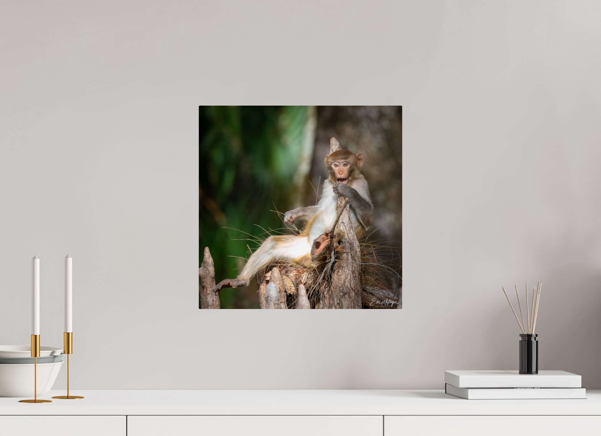 15 x 15″, Metal "Silver Song" - Rhesus Macaque