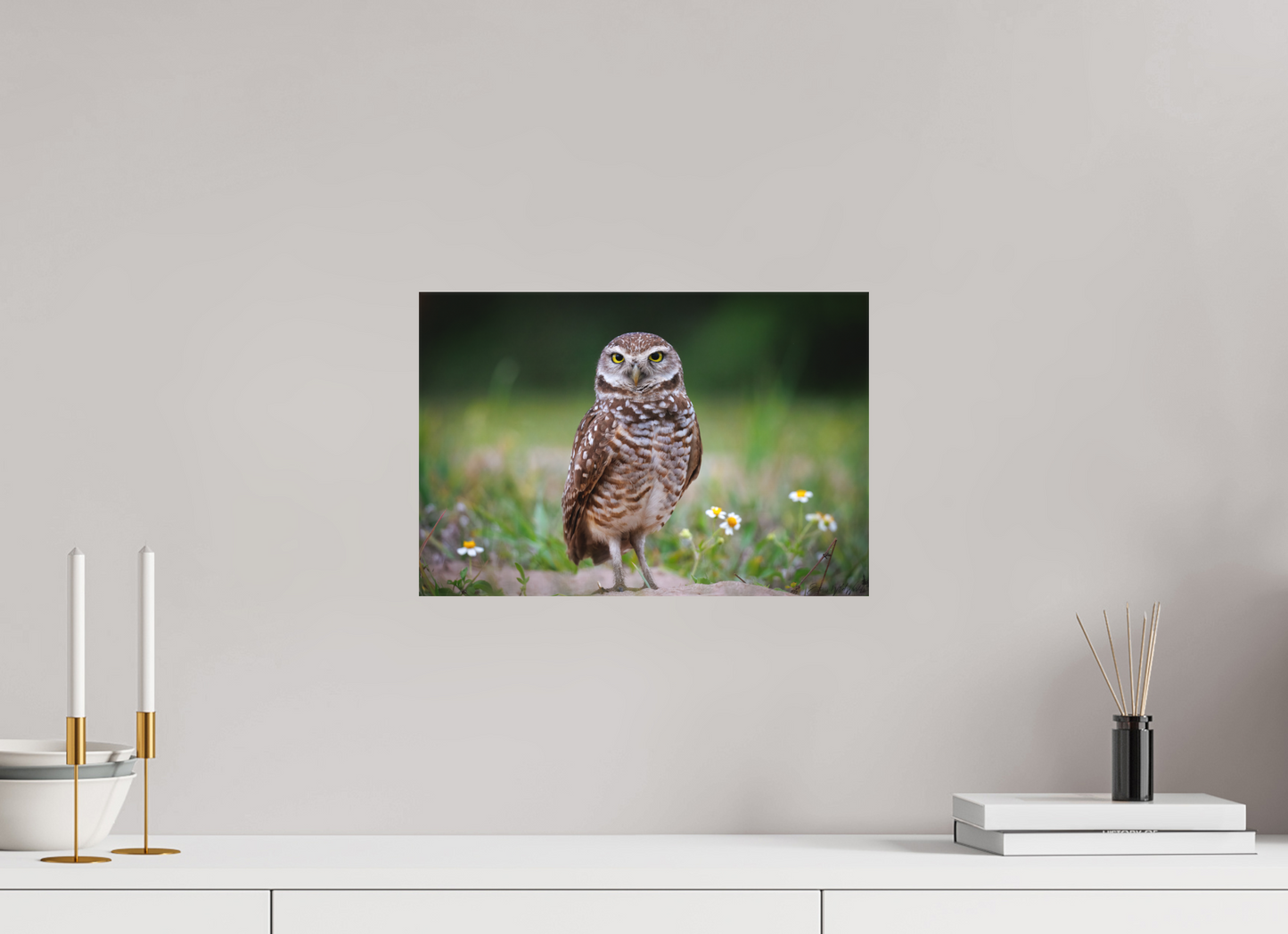 Burrowing owl stare down