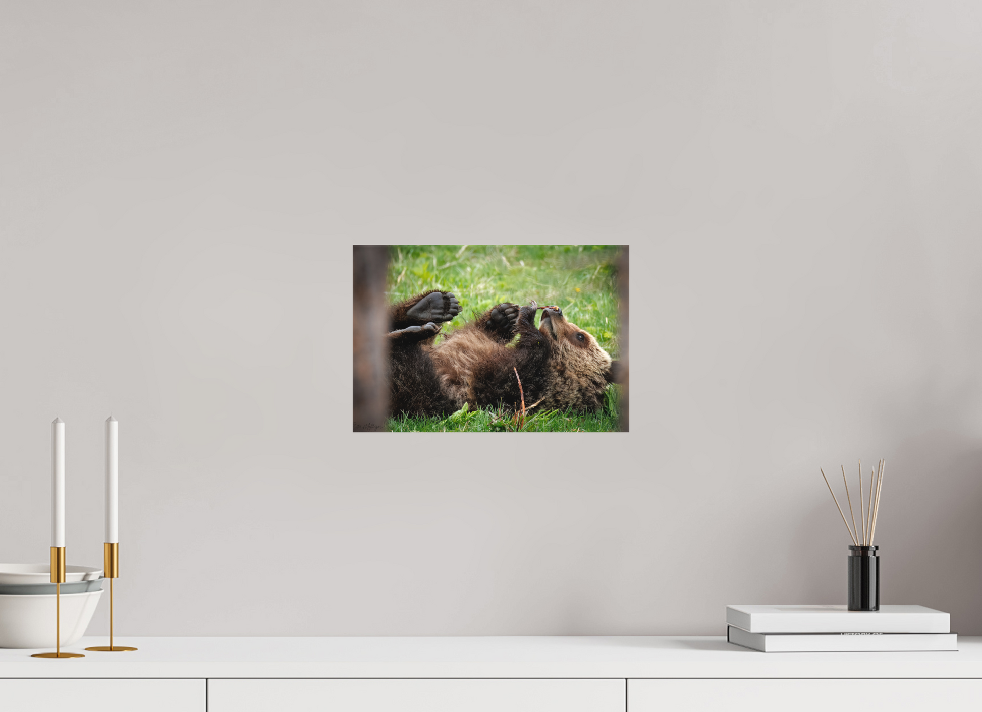 12 x 8″, Canvas "Gentle Discovery" - Grizzly Bear