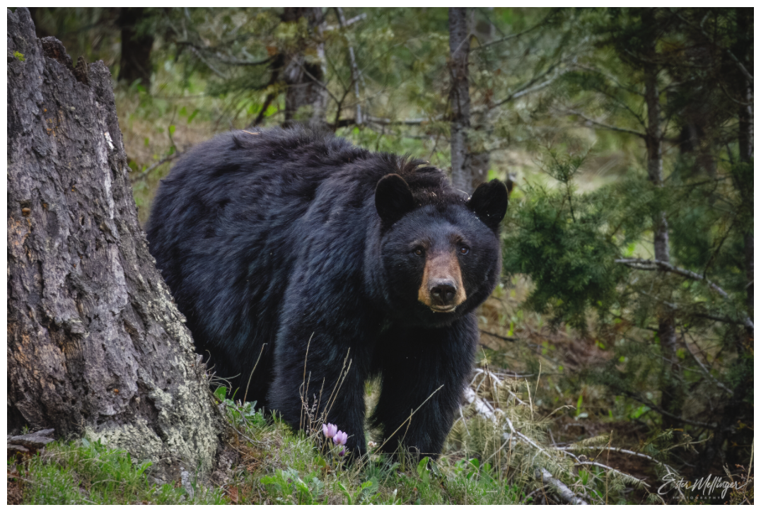Main image "Silent Gaze" - Black Bear