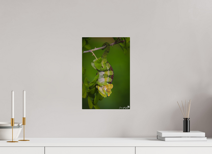 Chameleon